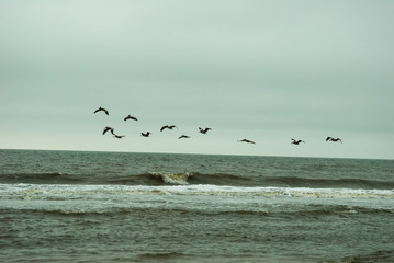 Birds, Beach, Hilton Head, South Carolina