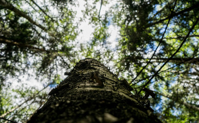 This is a forest located in Russia near the Volga River