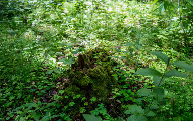 This is a forest located in Russia near the Volga River