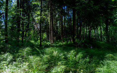 This is a forest located in Russia near the Volga River