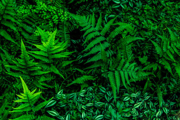 Naklejka na ściany i meble ropical leaves,(Fern leaves) green foliage in jungle, nature background