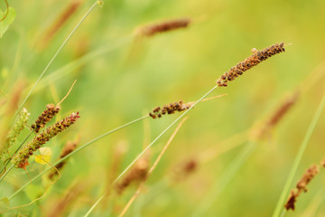 Grass flowers on a blurred background