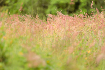 Grass flowers on a blurred background