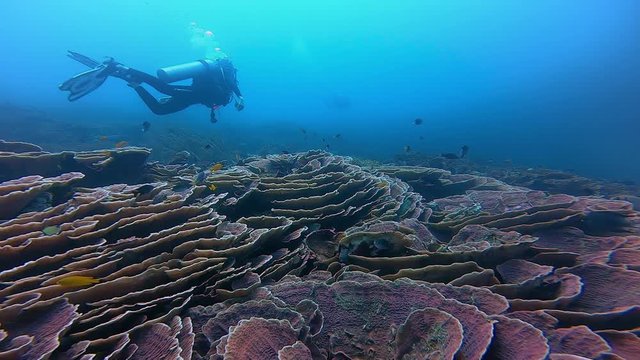 scuba diver diving along a beautiful pristine coral reef while camera glide by on the side