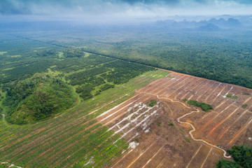 Farm land next to Jungle aerial survey © jamenpercy
