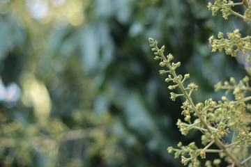 Flowers of mango tree