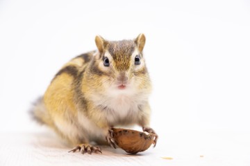 Obraz premium シマリス_白背景