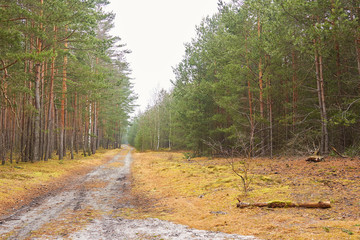 Weg durch einen Nadelwald