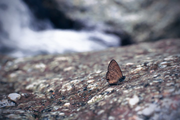 Ripple small gray butterfly on the rock in nature