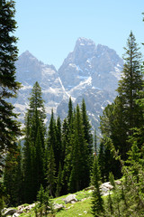 Pine Trees and Grass Below Looming Tetons