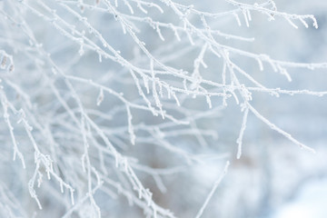 frozen twigs in white hoarfrost against the background of a winter forest, cold winter weather,...