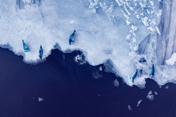 Ice sheet with Seals sleeping 