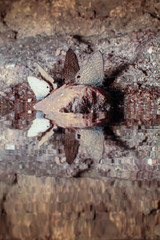 Ripple small gray butterfly on the rock