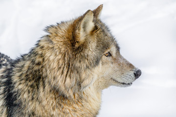 Obraz premium portrait of a wolf