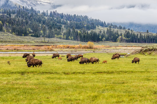 Herd Of Bison Grazing In A Field