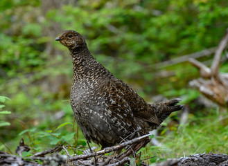 Profile of Wild Grouse in Woods