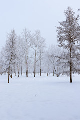 Winter landscape - Poplars and larch covered with snow in a wint