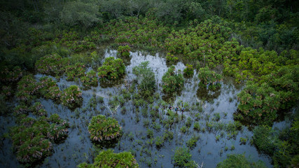 Jungle wetlands wilderness from helicopter