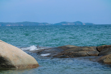 Black Heron hunts on the gulf of sea in Thailand