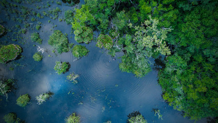 Fototapeta premium Jungle wetlands wilderness from helicopter