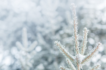 frozen coniferous branches in white hoarfrost against the background of a winter forest in the backlight of the rising sun