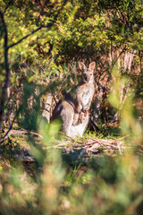 Wallaby, Kennettt River