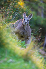 Kanagroo, Close up, Kennett River
