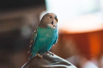 A blue wavy beautiful parrot looks suspiciously into the camera lens.