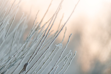 frozen twigs in white hoarfrost against the background of a winter forest, cold winter weather, frost