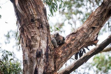 Obraz premium Koala, Great Otway National Park