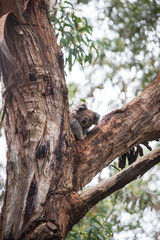 Koala, Great Otway National Park