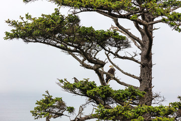 Eagle sitting in an interesting tree