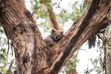 Koala, Great Otway National Park