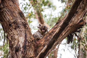 Koala, Great Otway National Park
