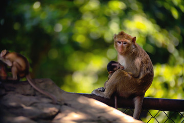 The monkey mother is breastfeeding