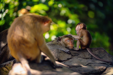 Baby monkey and monkey mother on the tree