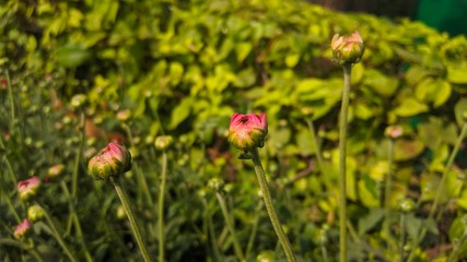 Pre blown flowers in the garden