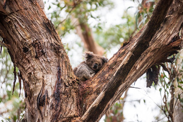 Koala, Great Otway National Park