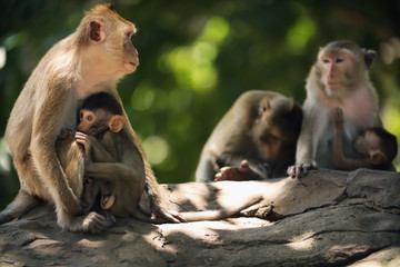 Obraz premium The monkey mother is breastfeeding
