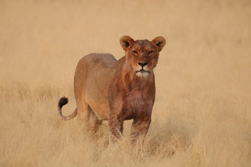 Lion Pride Lioness After Hunt