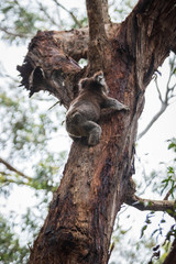 Koala climbing, Great Otway National Park