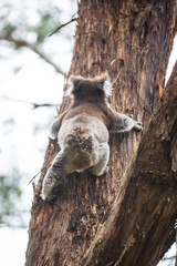 Koala climbing, Great Otway National Park