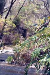 small river formed by the end of the waterfall current dripping water on the leaves of the plants that are near the ground