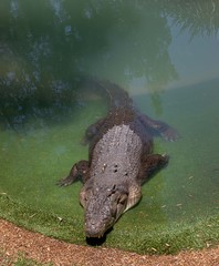 lake full of hungry crocodiles over 3 meters long