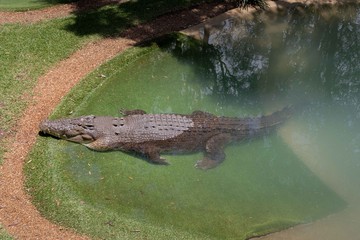 lake full of hungry crocodiles over 3 meters long