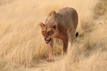 Fototapeta premium Lion Pride Lioness After Hunt