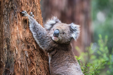 Koala climbing, Great Otway National Park