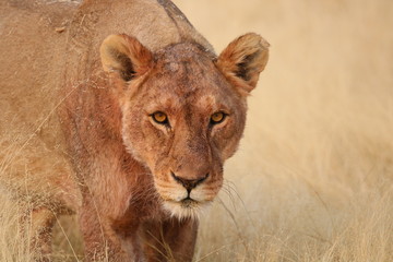 Fototapeta na wymiar Lion Pride Lioness After Hunt