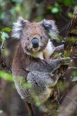 Koala close up, Great Otway National Park