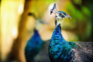 Obraz premium Close up head of beautiful Indian peacock in the forest